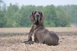 DOGUE ALLEMAND 474